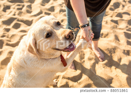 Portrait of young beautiful woman in sunglasses sitting on sand beach with golden retriever dog. Girl with dog by sea. Portrait of young beautiful woman in sunglasses sitting on sand beach with golden retriever dog. Girl with dog by sea. 88051861