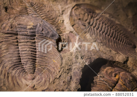 fossil trilobite imprint in the sediment fossil trilobite imprint in the sediment 88052031