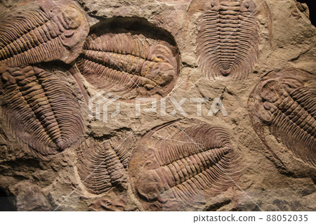 fossil trilobite imprint in the sediment fossil trilobite imprint in the sediment 88052035