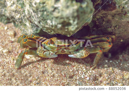 Sea crab hid under the stone, natural habitat Sea crab hid under the stone, natural habitat 88052036
