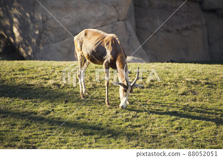 A beautiful large African antelope grazes on the lawn. A beautiful large African antelope grazes on the lawn. 88052051