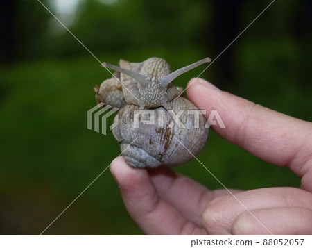 big snail in the hand of man 88052057