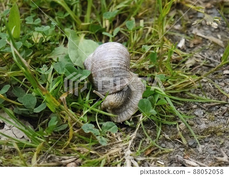 big snail in the hand of man big snail in the hand of man 88052058