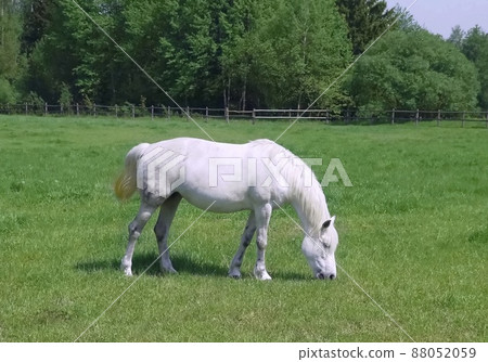 white Horse 88052059