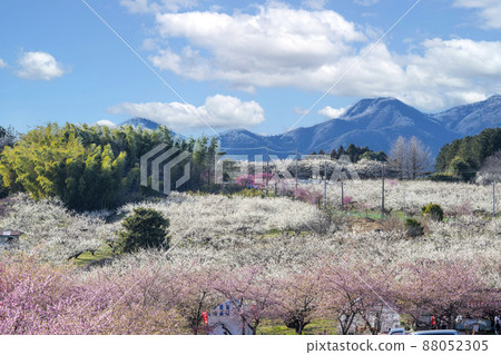 群馬縣高崎市美里梅林 88052305