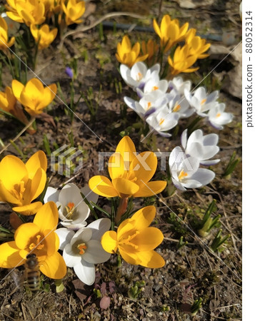 Spring primroses. Blooming crocuses. Crocuses as a symbol of spring. Blooming yellow and white crocus. 88052314