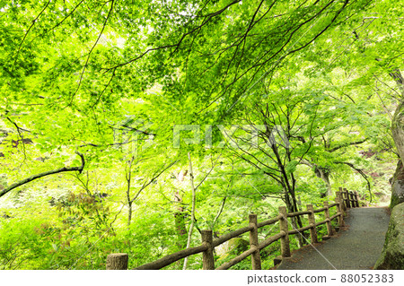 Dazzling fresh green Shosenkyo 88052383