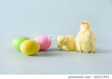 Easter pink egg and chocolate bunny in spring composition on blue. 88052452