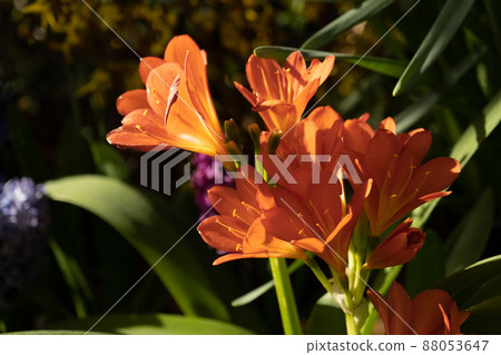 Clivia cinnabar. Red inflorescence in the rays of the sun. Background, texture Clivia cinnabar. Red inflorescence in the rays of the sun. Background, texture 88053647