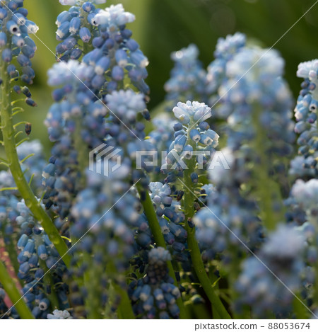 Delicate blue Muscari flowers. Spring postcard. Selective focus, soft focus 88053674