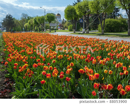 Kamianets-Podilskyi, Khmelnytsky region, Ukraine. Avenue with beautiful spring flower bed with a lot of colored tulip flowers. Kamianets-Podilskyi, Khmelnytsky region, Ukraine. Avenue with beautiful spring flower bed with a lot of colored tulip flowers. 88053900