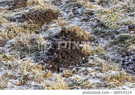 a mole hole in frost in winter 88054324