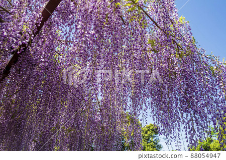 <鳥取縣>紫藤花、紫藤寺、順雲寺 88054947