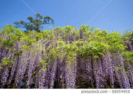 <鳥取縣>紫藤花、紫藤寺、順雲寺 <鳥取縣>紫藤花、紫藤寺、順雲寺 88054958