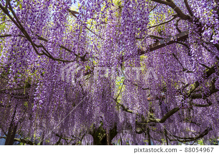 <鳥取縣>紫藤花、紫藤寺、順雲寺 88054967