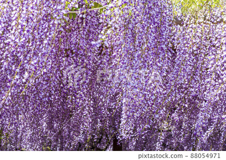<鳥取縣>紫藤花、紫藤寺、順雲寺 <鳥取縣>紫藤花、紫藤寺、順雲寺 88054971