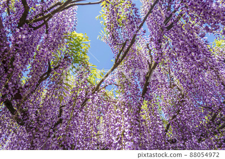 <鳥取縣>紫藤花、紫藤寺、順雲寺 <鳥取縣>紫藤花、紫藤寺、順雲寺 88054972