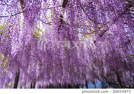 <鳥取縣>紫藤花、紫藤寺、順雲寺 88054973