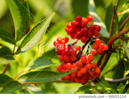 A bunch of red elderberry berries and green leaves. Shallow depth of field selective focus summer photo background with free copy space for text. 88055124