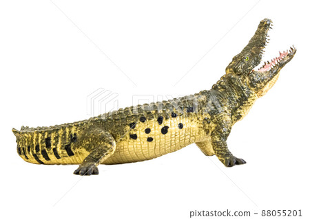 crocodile on isolated background crocodile on isolated background 88055201