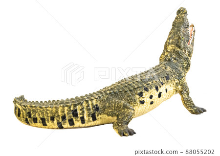 crocodile on isolated background 88055202