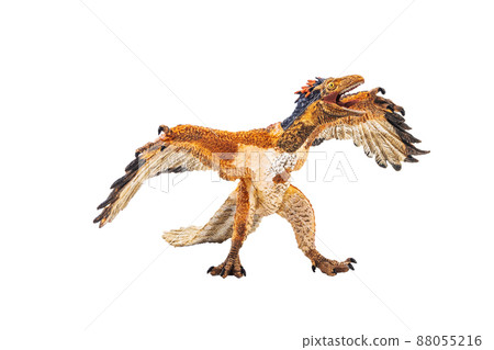 Archaeopteryx , Dinosaur on white background Archaeopteryx , Dinosaur on white background 88055216