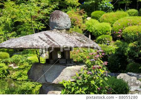 Rainy season flowers Hydrangea flowers in the Japanese garden Rainy season flowers Hydrangea flowers in the Japanese garden 88055280