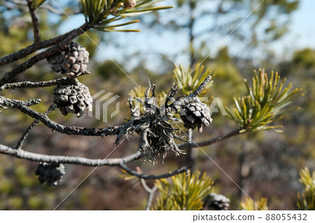 pine in the swamp. small cones in the Estonian Tuhu bog 88055432