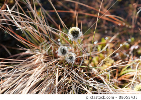 plants, flowers. early spring swamp Estonia Tuhu. plants, flowers. early spring swamp Estonia Tuhu. 88055433