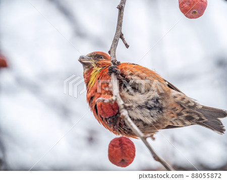 Red Crossbill male sitting on the tree branch and eats wild apple berries. Crossbill bird eats berries. 88055872