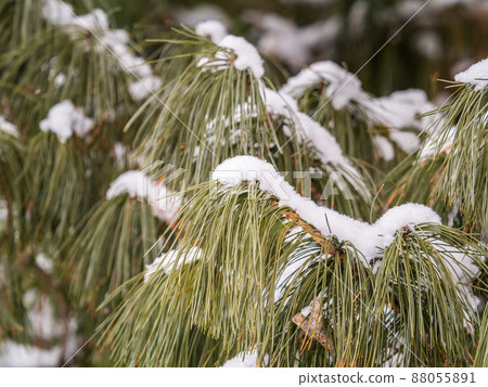 Cedar branches with long fluffy needles in winter covered with snow 88055891