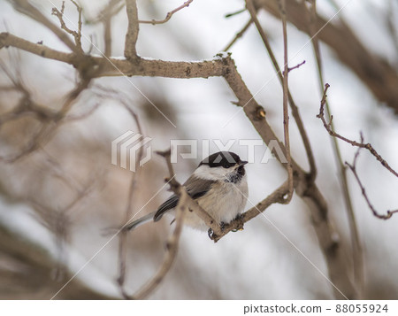 Cute bird the willow tit, song bird sitting on a branch without leaves in the winter. 88055924