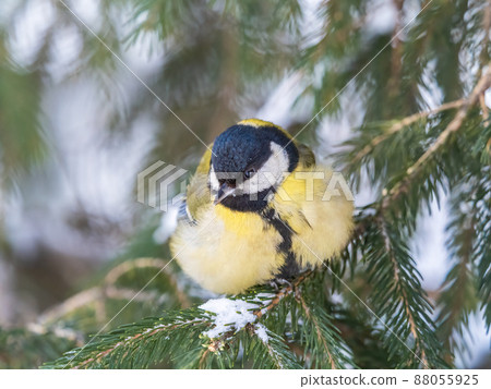Cute bird Great tit, songbird sitting on the fir branch with snow in winter 88055925