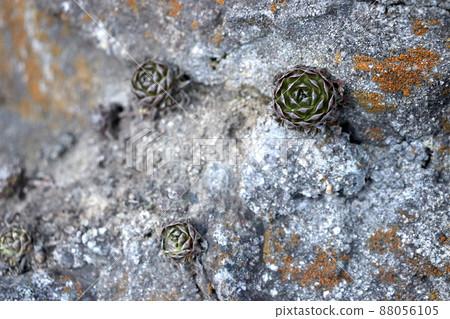 Succulents with strong vitality 88056105
