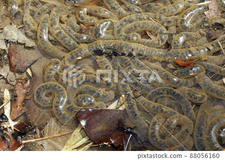 Egg mass of Asian toad Egg mass of Asian toad 88056160