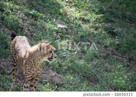 Cheetah Cheetah 88056315