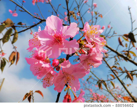 Cherry blossoms  88056602