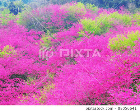 Cherry blossoms Cherry blossoms 88056641