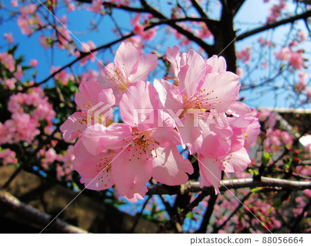 櫻花 88056664