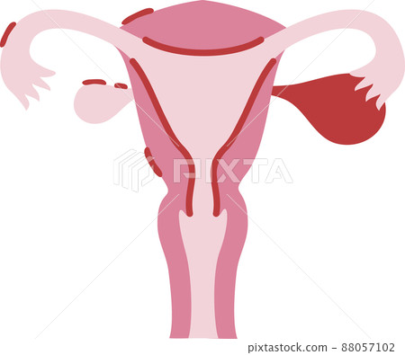 Womb illustration Womb illustration 88057102