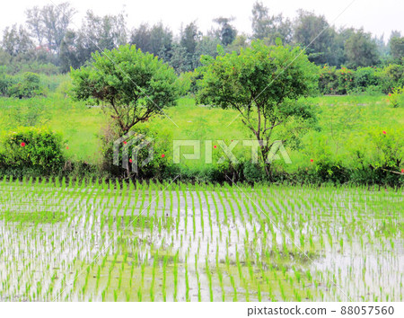 新竹市 新竹市 88057560