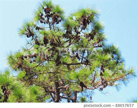 Tree Tree 88057657