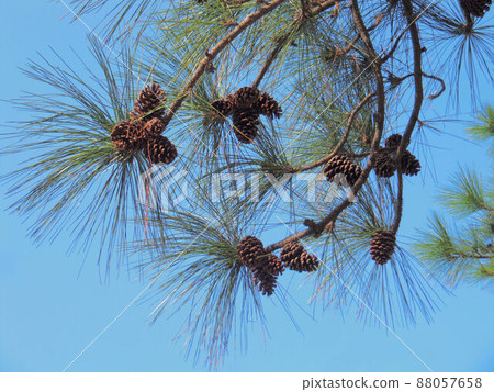 Tree Tree 88057658