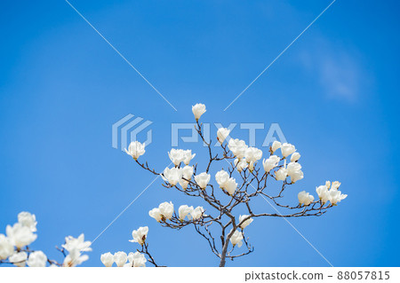 Yulan magnolia flowers with white in the blue sky Yulan magnolia flowers with white in the blue sky 88057815