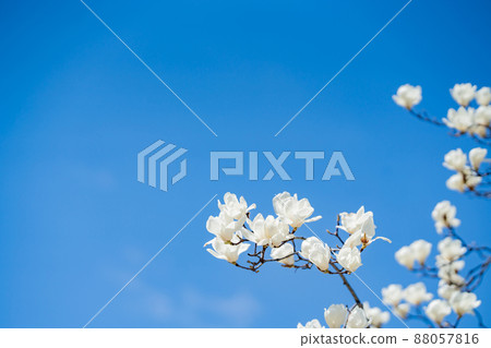 Yulan magnolia flowers with white in the blue sky Yulan magnolia flowers with white in the blue sky 88057816