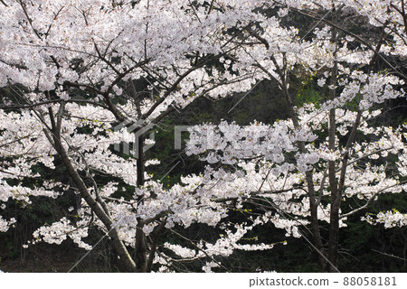Cherry tree in full bloom  88058181
