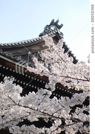 春天的南禪寺法堂櫻花，京都市左京區 88058366