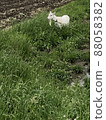 Goat goat field 88058382