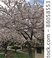 Sakura Sakuranamiki Park 88058553