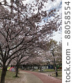 Sakura Sakuranamiki Park 88058554